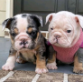 regalo-cachorros-de-bulldog-ingles-macho-y-hembra-listo-para-adopcion-small-0