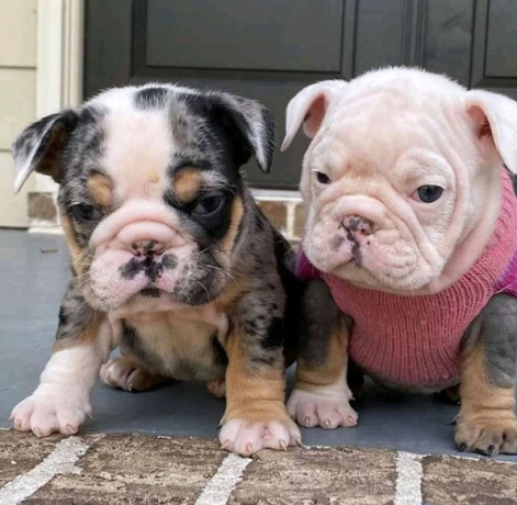 regalo-cachorros-de-bulldog-ingles-macho-y-hembra-listo-para-adopcion-big-0