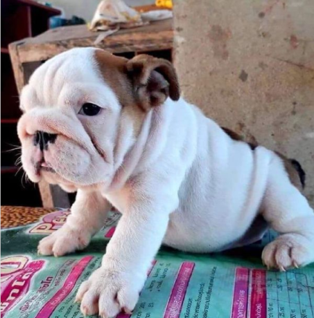 regalo-cachorros-de-bulldog-ingles-macho-y-hembra-listo-para-adopcion-big-0