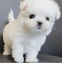 regalo-cachorros-de-bichon-maltes-mini-toy-para-adopcion-small-0