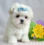 regalo-cachorros-de-bichon-maltes-mini-toy-para-adopcion-small-0