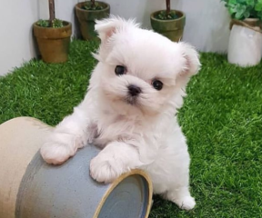 REGALO cachorros de Bichon Maltes Mini Toy Para Adopcion