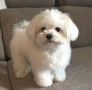 regalo-cachorros-de-bichon-maltes-mini-toy-para-adopcion-small-0