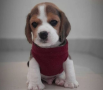 regalo-cachorros-de-beagle-para-adopcion-small-0