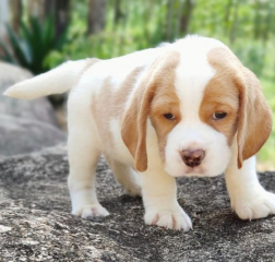 REGALO cachorros de Beagle Para Adopcion