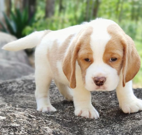 regalo-cachorros-de-beagle-para-adopcion-big-0