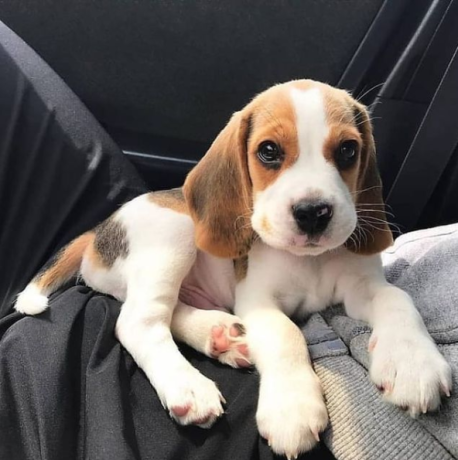 regalo-cachorros-de-beagle-para-adopcion-big-0