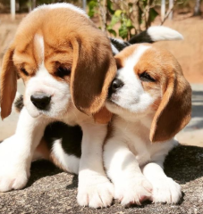 REGALO cachorros de Beagle Para Adopcion