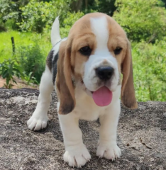 REGALO cachorros de Beagle Para Adopcion