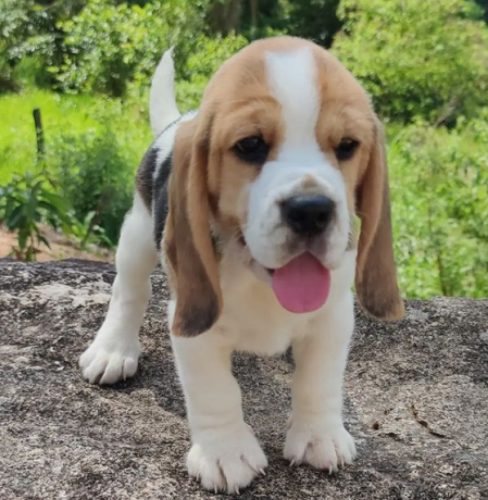 regalo-cachorros-de-beagle-para-adopcion-big-0