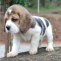 regalo-cachorros-de-beagle-para-adopcion-small-0