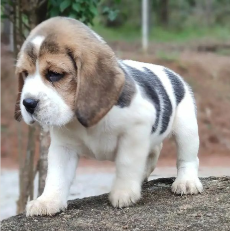 regalo-cachorros-de-beagle-para-adopcion-big-0