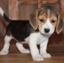 regalo-cachorros-de-beagle-para-adopcion-small-0