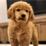 regalo-cachorros-de-golden-retriever-para-adopcion-small-0