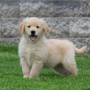 regalo-cachorros-de-golden-retriever-para-adopcion-small-0