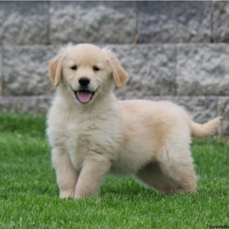 regalo-cachorros-de-golden-retriever-para-adopcion-big-0