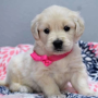 regalo-cachorros-de-golden-retriever-para-adopcion-small-0