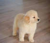 regalo-cachorros-de-golden-retriever-para-adopcion-small-0