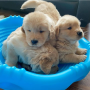 regalo-cachorros-de-golden-retriever-para-adopcion-small-0