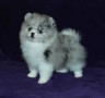 regalo-cachorros-de-pomerania-mini-todos-small-0