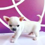 regalo-camada-de-chihuahua-cachorros-para-adopcion-small-0