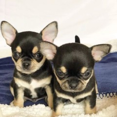 Regalo camada de Chihuahua Cachorros para adopcion