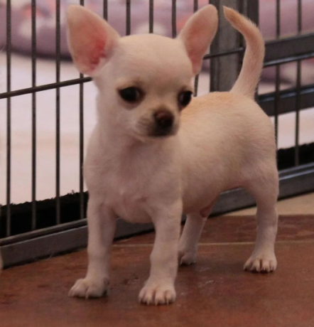 regalo-camada-de-chihuahua-cachorros-para-adopcion-big-0