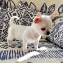 regalo-camada-de-chihuahua-cachorros-para-adopcion-small-0