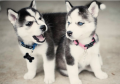 regalo-cachorros-de-husky-siberiano-macho-y-hembra-small-0