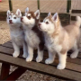 regalo-cachorros-de-husky-siberiano-macho-y-hembra-small-0