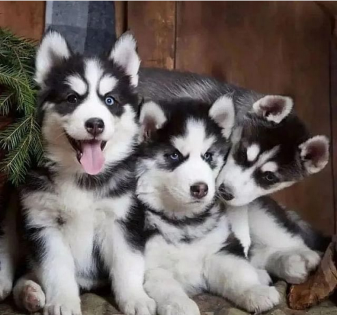 regalo-cachorros-de-husky-siberiano-macho-y-hembra-big-0