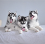 regalo-cachorros-de-husky-siberiano-macho-y-hembra-small-0