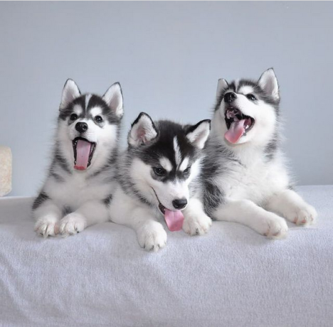 regalo-cachorros-de-husky-siberiano-macho-y-hembra-big-0