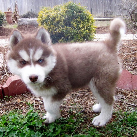 regalo-cachorros-de-husky-siberiano-macho-y-hembra-big-0