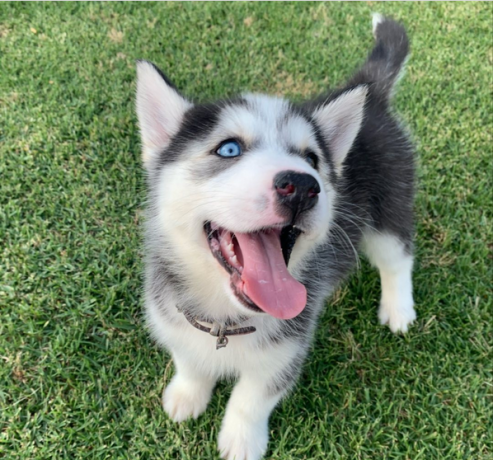 regalo-cachorros-de-husky-siberiano-macho-y-hembra-big-0