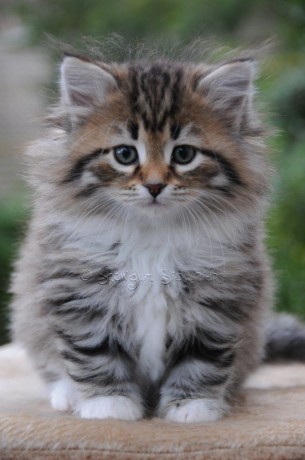 gatitos-siberianos-para-adopcion-big-0