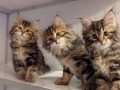 gatitos-siberianos-para-adopcion-small-0