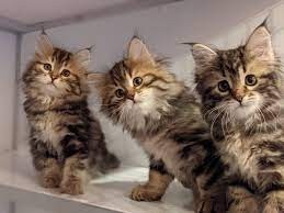 gatitos-siberianos-para-adopcion-big-0