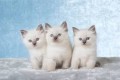 hermosos-regalo-ragdoll-gatitos-small-0