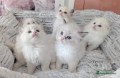 hermosos-regalo-ragdoll-gatitos-small-0