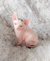 gatitos-sphynx-para-adopocion-big-0