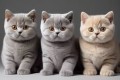 regalo-lindo-gatitos-britanico-pelo-corto-small-0