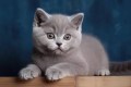 regalo-lindo-gatitos-britanico-pelo-corto-small-0