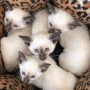lindos-gatitos-siamese-criados-en-casa-small-0
