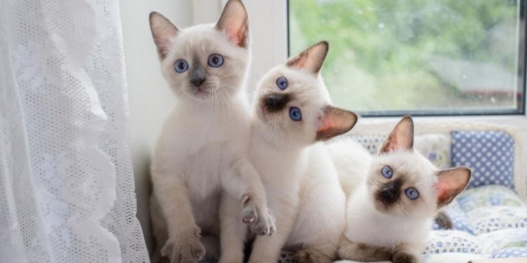 lindos-gatitos-siamese-criados-en-casa-big-0