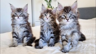 Gatitos Maincoon machos y hembras que buscan un nuevo hogar