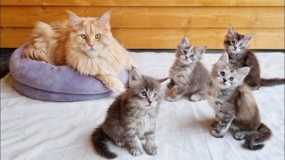 Gatitos Maincoon machos y hembras que buscan un nuevo hogar