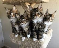 gatitos-maincoon-machos-y-hembras-que-buscan-un-nuevo-hogar-big-0