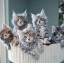 gatitos-maincoon-machos-y-hembras-que-buscan-un-nuevo-hogar-small-0