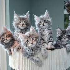 gatitos-maincoon-machos-y-hembras-que-buscan-un-nuevo-hogar-big-0